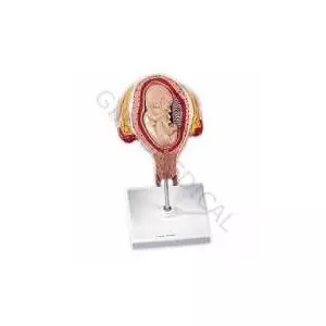 Fetal development 4th Month L10/4