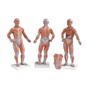 Desktop Muscle Figure 1/3 life size, 2 parts B59