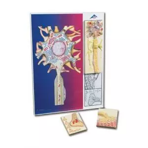 Nerve physiology C40, illustrated metal board with 5 magnets
