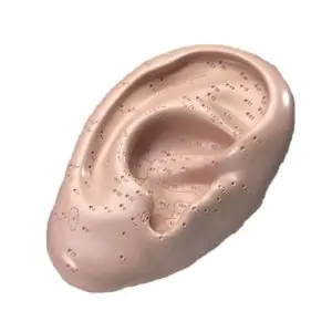 Ear model with acupuncture points, 5 times enlarged  N10