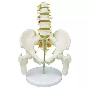5-piece Pelvis with lumbar vertebrae and femur heads - Mediprem
