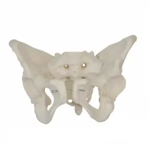 Female pelvis with removable sacrum - Mediprem