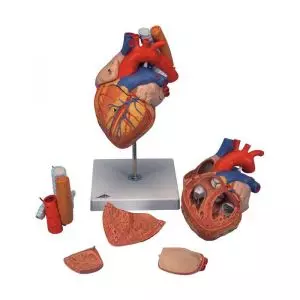Heart with Esophagus and Trachea G13