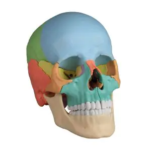Osteopathic skull model, 22 parts didactical version R 4708 Erler Zimmer