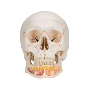 Classic Human Skull, with Open Lower Jaw A22
