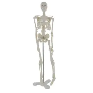 Human anatomical mini skeleton (45 cm) - Mediprem