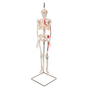 Mini Human Skeleton - Shorty - with painted muscles and hanging stand A18/6