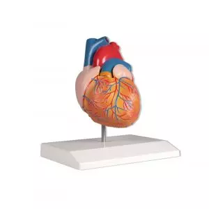 Heart model  2 parts life size Erler Zimmer