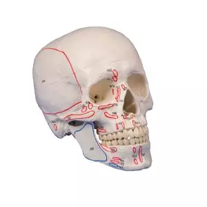 Skull model 3-parts with muscle marking Erler Zimmer