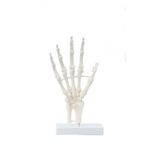 Hand skeleton, block model Erler Zimmer