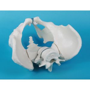 Male pelvis with sacrum and 2 lumbar vertebrae Erler Zimmer