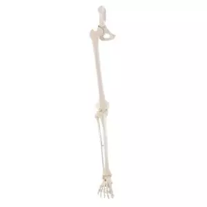 Skeleton of leg with half pelvis and flexible foot Erler Zimmer