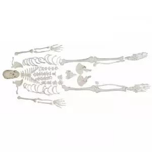 Disassembled human skeleton model - Mediprem