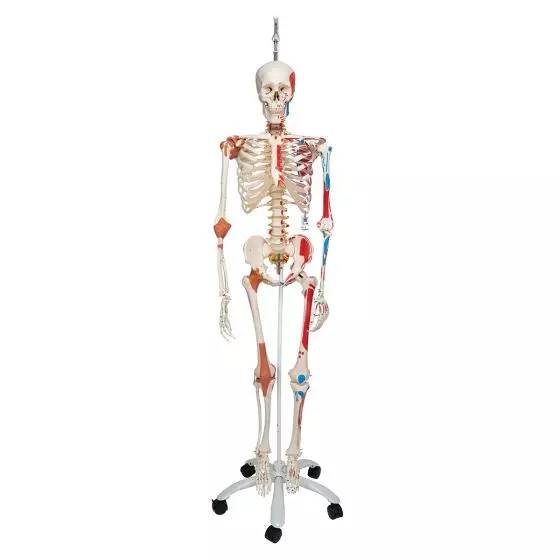 SAM, Deluxe Human Skeleton Sam, flexible with muscles origins and insertion and ligaments, A13/1