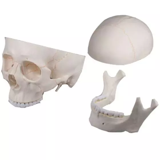 Skull model, 3-part Erler Zimmer