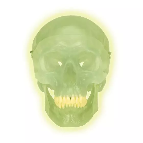 Skull neon light A20/N