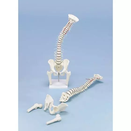 Vertebral column model with removable pelvis, femoral stumps on stand Erler Zimmer