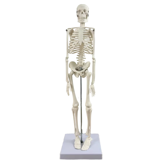 Human anatomical mini skeleton (45 cm) - Mediprem