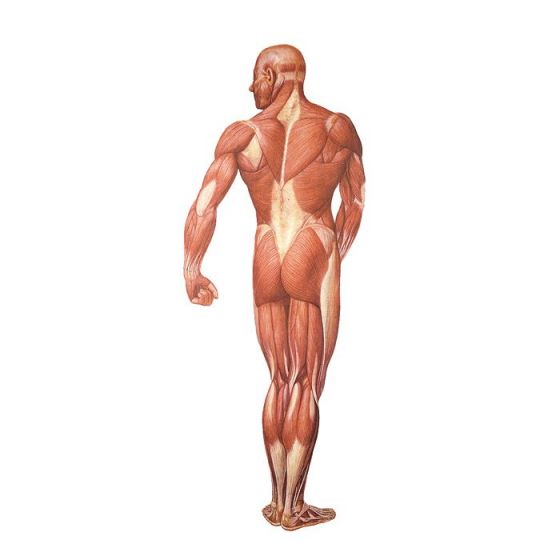 Back view of the human muscles V2005U