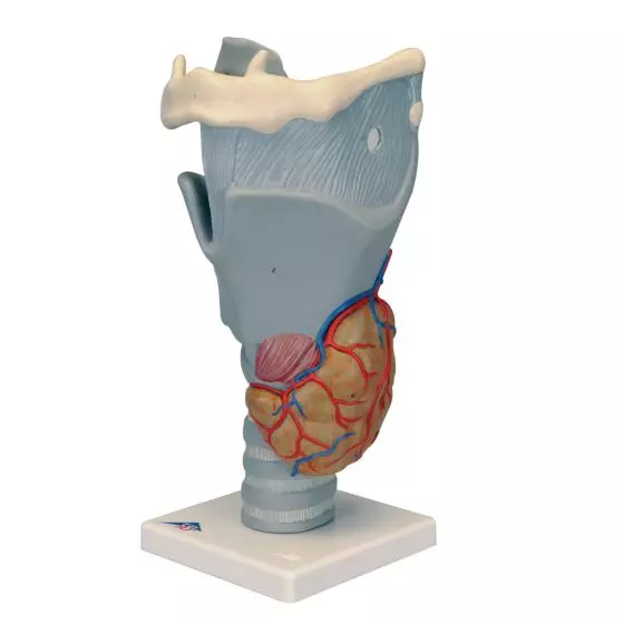 Functional Larynx, 2.5 times enlarged, G20