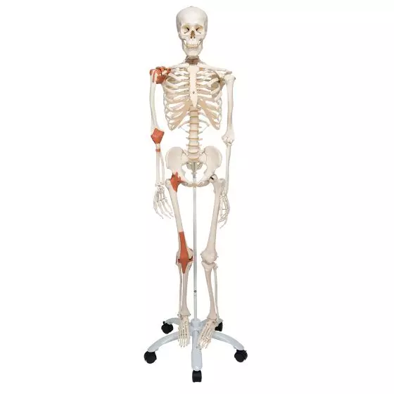 Human Ligament Skeleton, Leo, on 5 star stand A12