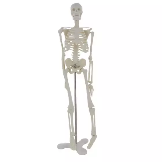 Human anatomical mini skeleton (45 cm) - Mediprem