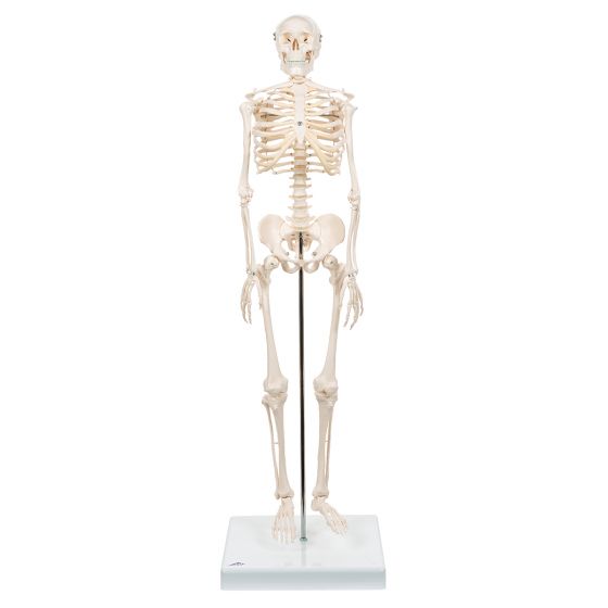 Mini Skeleton - Shorty - on a base A18