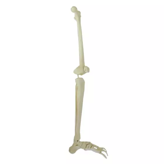 Mediprem Left Leg Skeleton Model 
