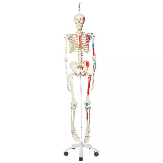 MAX, Human Skeleton Model, on 5 star roller stand A11/1