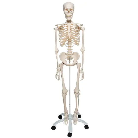 Human Skeleton Model Stan, mounted on a 5-star-base stand A10