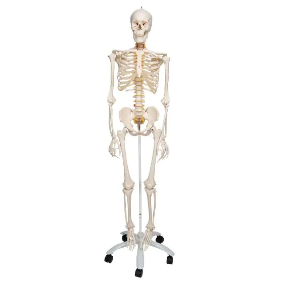 Flexible Human Skeleton Fred, with wire mounted feet and hand A15