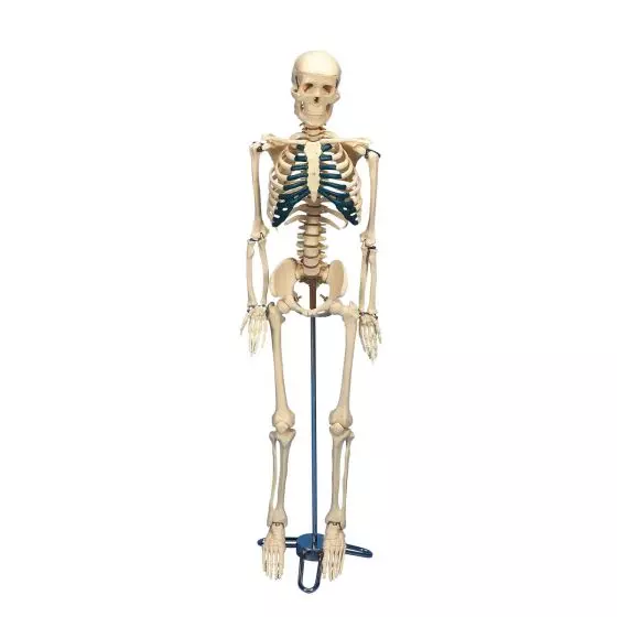 Desktop Skeleton W33000