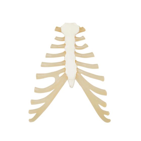 Sternum with rib cartilage A69