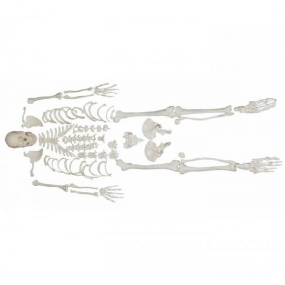 Disassembled human skeleton model - Mediprem