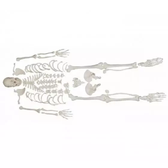 Disassembled human skeleton model - Mediprem