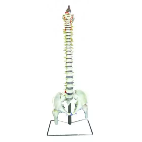 Column with femur stump - Mediprem