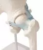 Hip joint with ligaments model Erler Zimmer