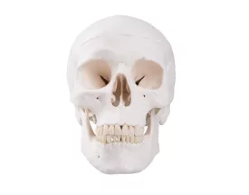 3-part human skull model - Mediprem 