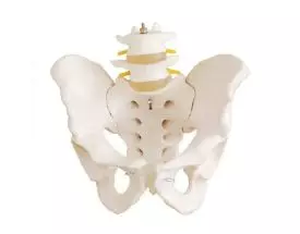 Anatomical pelvis model with vertebrae - Mediprem