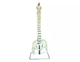 Column with femur stump - Mediprem