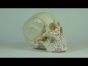 Crâne en 3 parties avec marquage musculaire 4509 Erler Zimmer