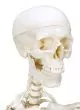 180 cm Human Anatomical Skeleton Model - Mediprem