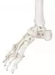 180 cm Human Anatomical Skeleton Model - Mediprem