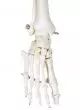 180 cm Human Anatomical Skeleton Model - Mediprem