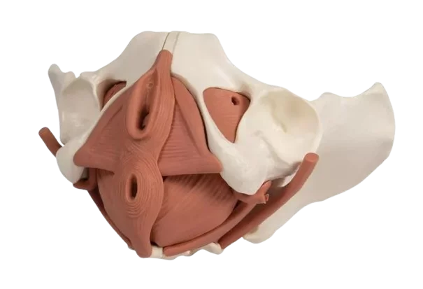 Female pelvic floor model 12 parts Erler Zimmer