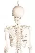 Miniature-Skeleton model Paul, with removable spine Erler Zimmer