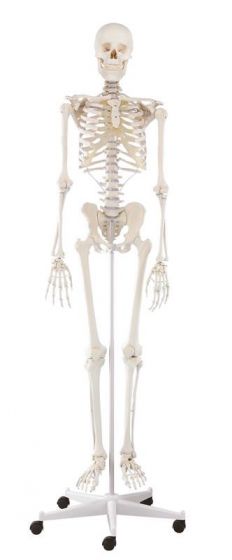 Human Skeleton Willi, standard with a 5 wheels mounted stand Erler Zimmer