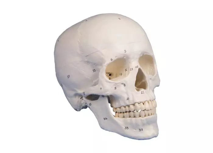 Skull model 3-parts numbered Erler Zimmer