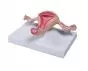 Life size uterus model Erler Zimmer