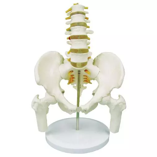 5-piece Pelvis with lumbar vertebrae and femur heads - Mediprem